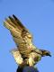 Avatar von dergoldeneadler